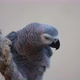Funny Grey Parrot Scratching Head and Ruffling His Feathers in Slowmotion - VideoHive Item for Sale