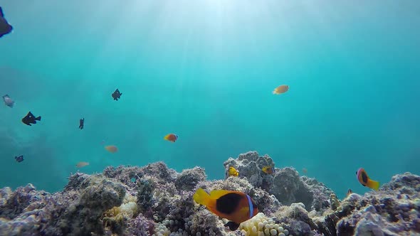 A underwater video of Anemone fish swimming about in tropical water with sunbeams flickering through