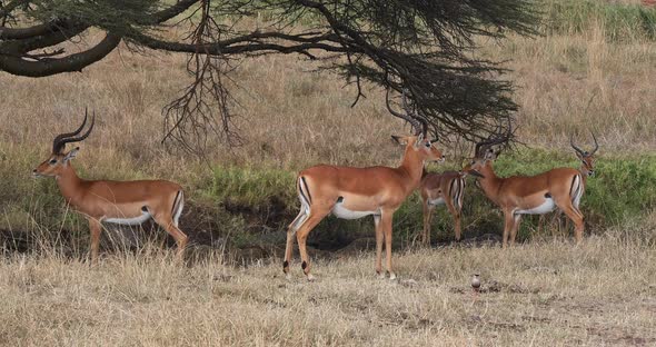 Impala, aepyceros melampus, Group of Males in Savannah, Nairobi Park in Kenya, Real Time 4K