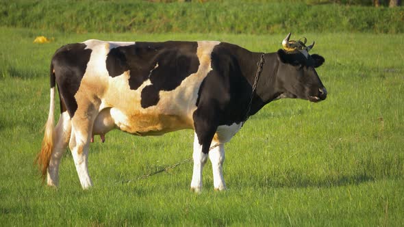 Milk cows eating grass on beautiful meadow.