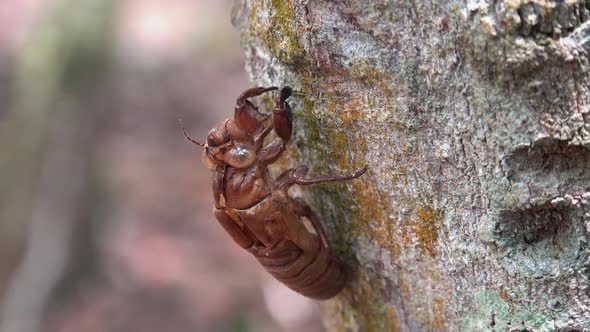 Dolly Shot of a Cicada Shell