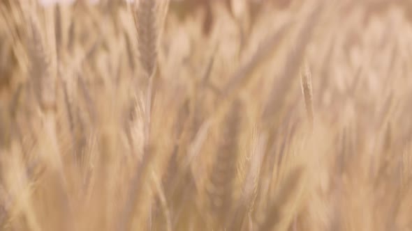 Rye Field on the Sunset