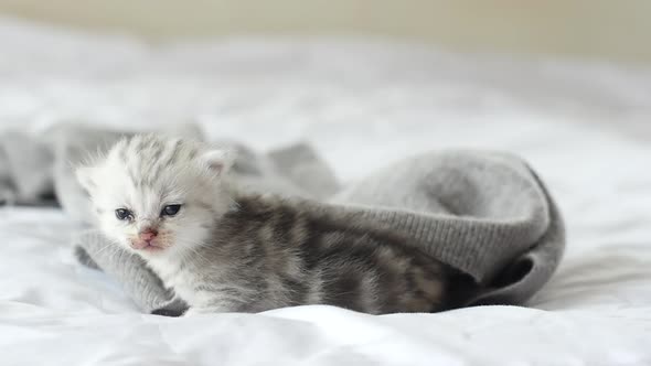 Cute Tabby Kittens Playing On White Bed