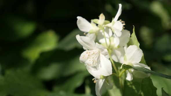 Shrub of white sweet mock-orange plant close-up 4K 2160p 30fps UltraHD footage - Philadelphus corona