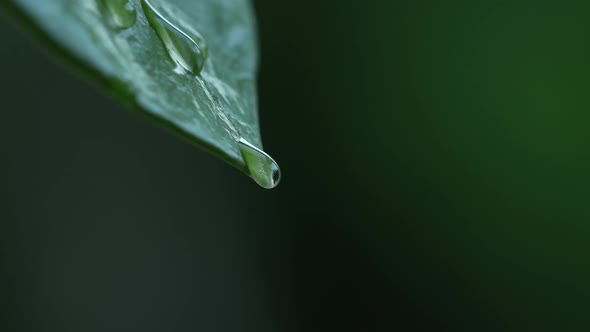 Water Drops on a Leaf 122