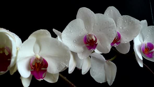 Orchidaceae, white orchid in a black background. Falling drops of water on flowers.