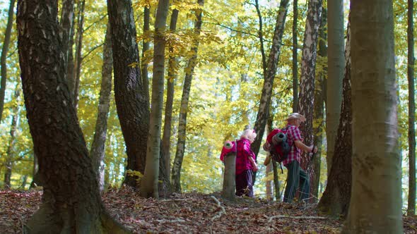 Senior Old Grandparents Tourists Man Woman Training Nordic Walking and Talking in Forest Mountains