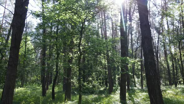 Trees in the Forest By Summer Day