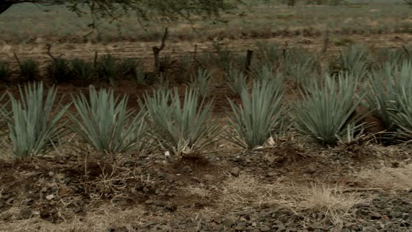 Railroads in the center of the agave valleys of Tequila Jalisco, Mexico.