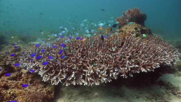 Coral Reef and Tropical Fish. Camiguin, Philippines