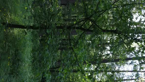 Vertical Video of a Forest with Pine Trees