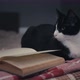 Flipping Book Pages For a Cat - VideoHive Item for Sale