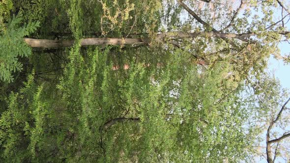 Vertical Video of a Green Forest on a Summer Day