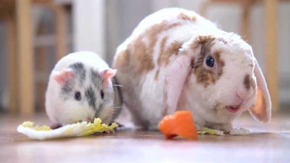 Lop Ear Red and White Color Bunny Rabbit and Grey Guinea Pig Chewing Green Salad Leaves and Carrot