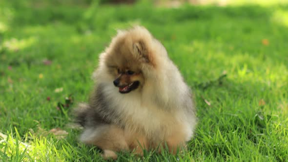 Cutest Little Pedigree Pomeranian Puppy Resting on a Lawn