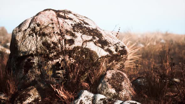 Dry Grass and Rocks Landscape