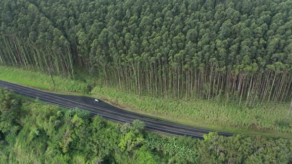 Tropical Forest Aerial