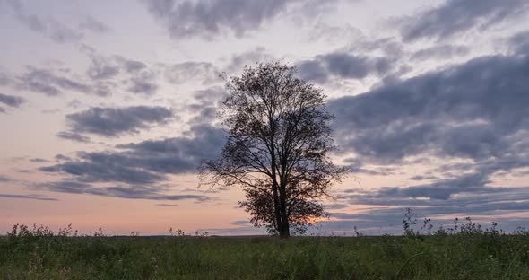 Hyperlapse Around a Lonely Tree in a Field During Sunset, Beautiful Time Lapse, Autumn Landscape