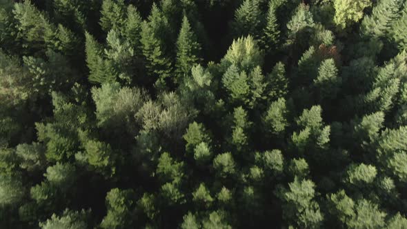 Aerial Top Down View of Gravel Road in Forest in the Autumn. Drone Shot Flying Over Tree Tops