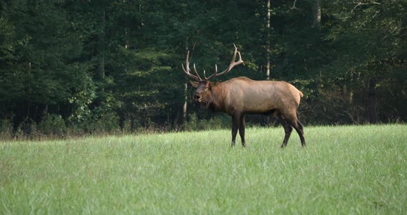 Bull Elk Bugle In Field 4K