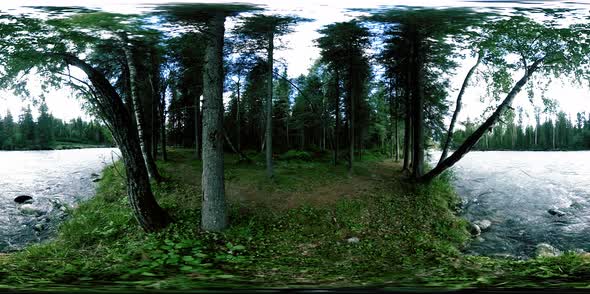 360 VR Virtual Reality of a Wild Forest. Pine Forest, Small Fast, Cold Mountain River. National Park