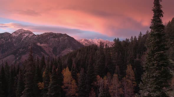 Aerial view flying though aspen trees at sunset