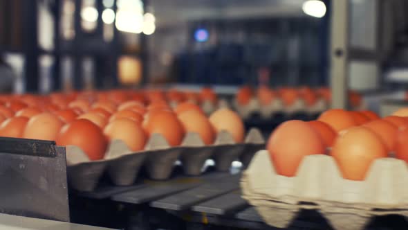 Eggs moving on the production line