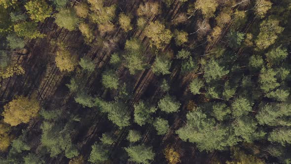 Forest Trees From Above. Autumn Fall Sunny Season 