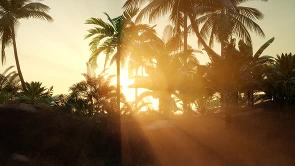 Sunset Beams Through Palm Trees