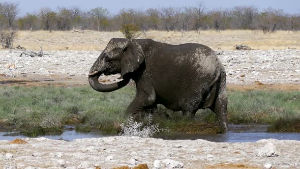 Alone Elephant Head to the Pond to Drink Water and Wash Itself
