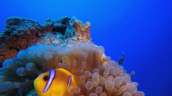 Sea Anemone Underwater Clownfish