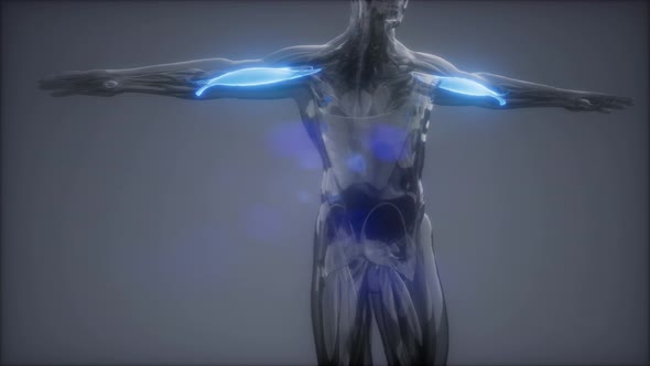 Selected Muscle Anatomy Map alt