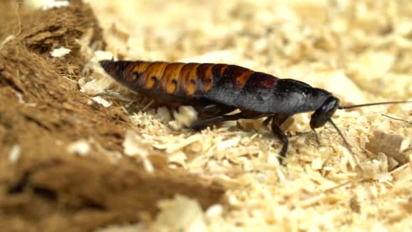 Madagascar Cockroach Creeps in the Sawdust. Close Up