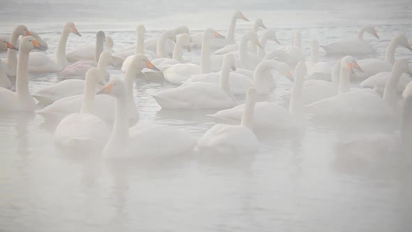 Swans in the Myst Hokkaido Japan