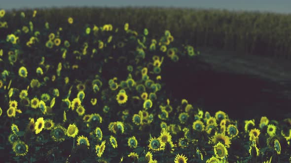 Field of Blooming Sunflowers on a Background Sunset