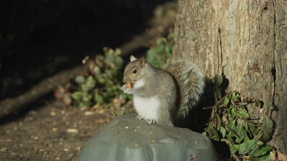 Squirrel eating an almond