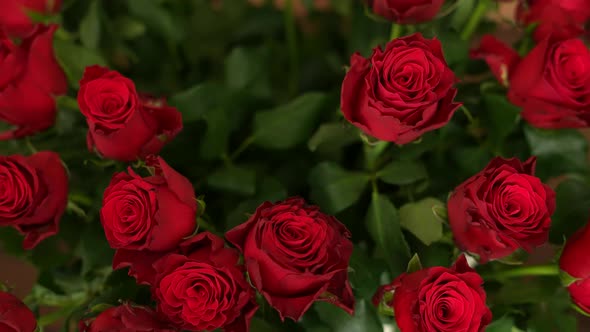 Red Roses