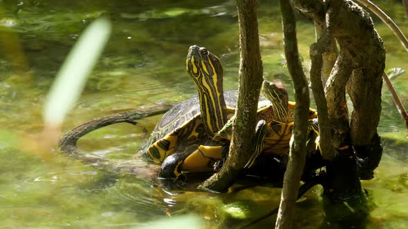 Sea Turtle with its Baby Swimming in the Cenote in Mexico