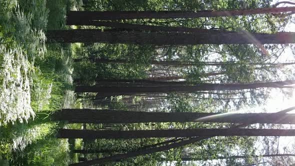 Vertical Video Aerial View Inside a Green Forest with Trees in Summer