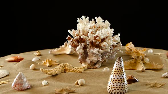 Nice Big Sea Coral and Different Seashells on Sand, Black, Rotation