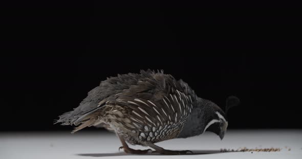 Animals in the Studio Footage of a California Quail Pecking Some Seeds