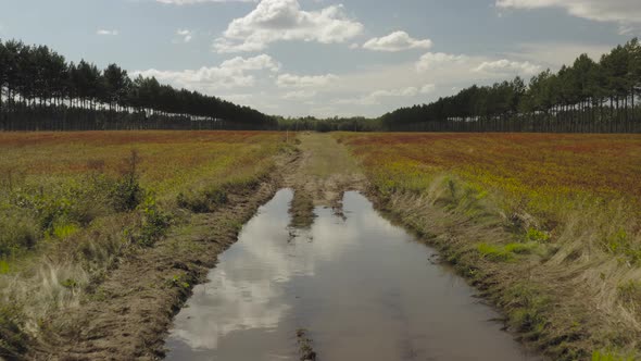 Low angle tracking shot over puddle in Blueberry field