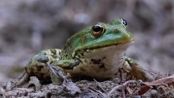 Frog Sits on the Sand Near the River Shore. Portrait of Green Toad.