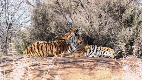 Two Bengal Tigers lay in hot evening sunshine near thorny trees