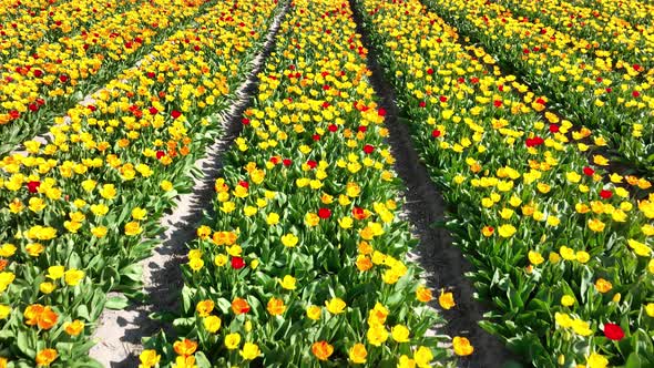 Flower and Tulip Vibrant Bright Colored Blossom Fields in Springtime the Netherlands
