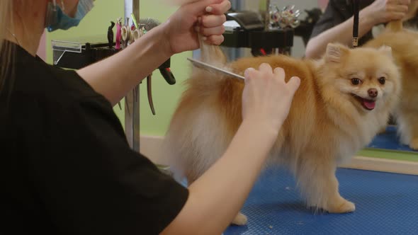 A Small Beautiful Cute Spitz is Combed in a Grooming Salon