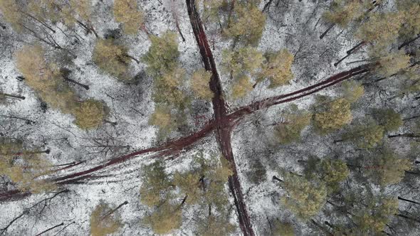 Drone spinning around pine forest with paths. Beautiful pine forest view.Winter park, drone top view