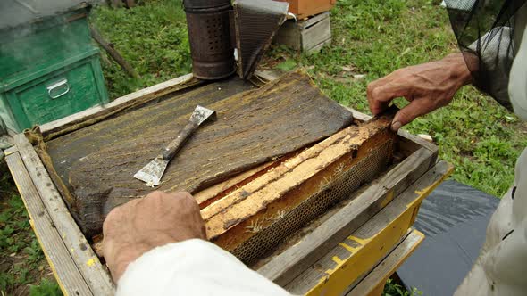 The Beekeeper Pulls Out a Honeycomb Closeup