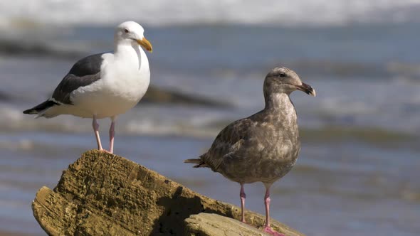 Seagulls standing on ocean rock with sea waves crashing in the background (SLOW MOTION)