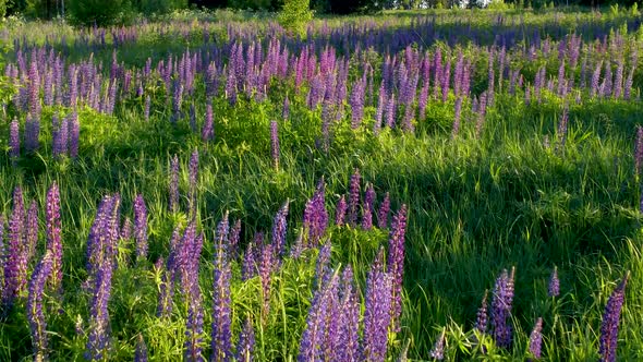 Flight Over a Field with Flowers at Sunset